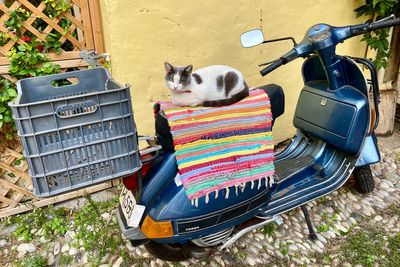 What to know about EU pet passport changes as loophole is closed