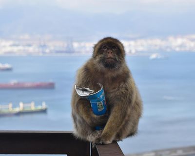 Gibraltar’s monkeys eat mud ‘to avoid upset stomachs from tourist junk food’