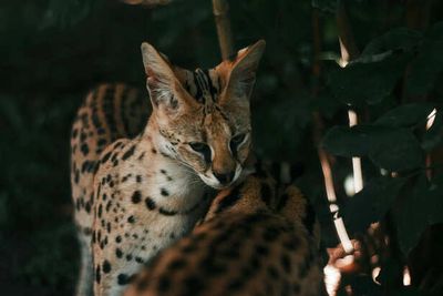 Savannah Cat: The Exotic Hybrid That Looks Wild but Lives Like a Pet