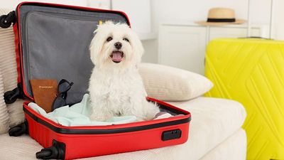 Post-Brexit crackdown makes travel more expensive for Brits with EU pet passports