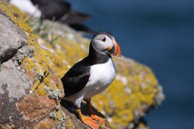 Record-breaking number of puffins counted on remote UK island