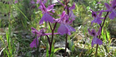 Edible orchids are being overharvested in the Mediterranean – how to protect these astonishing blooms
