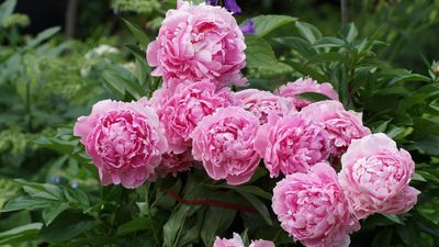 I’m a gardener and this is the one plant you should never put in a pot