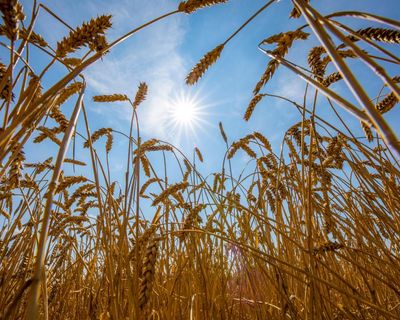 World food systems ‘pushed to the brink’ by extreme heat, UN warns