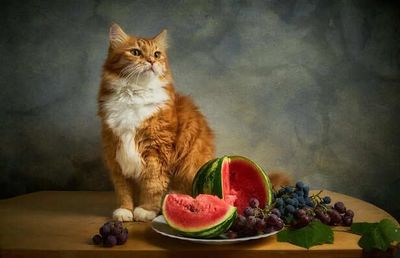 Colorful Diets for Pets: Do Food Colors Reflect Nutritional Value?