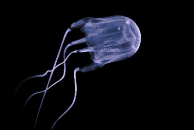 Massive swarm of new box jellyfish species spotted off western Australia coast