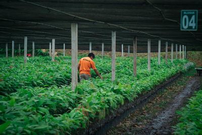 How Bolivia’s cacao farmers took on the gold-mining industry – and won