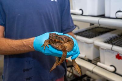 Giant invasive toads in Japan are rapidly getting bigger and scientists don’t know why