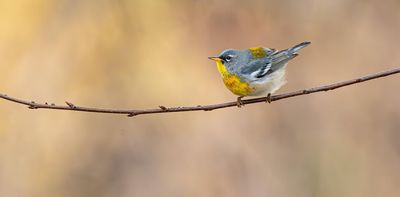 It’s a sing-off! Myth-busting about birds and sex when it comes to defending the nest