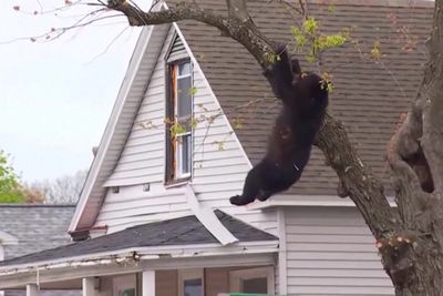 Black bear tranquillized by cops falls from tree to safety in 4-hour standoff
