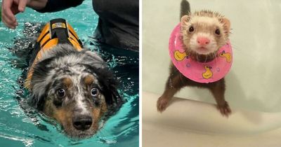 70 Hilarious Photos Of Pets In Water That Capture Every Stage Of Betrayal