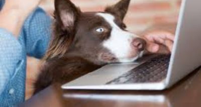 Dog Caught Napping Inside UK Parliament, Internet Can’t Get Enough