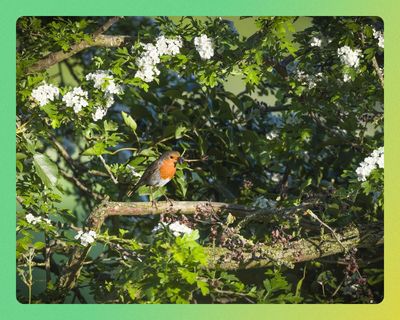 Ditch power tools, build a hedgehog highway: how to create a nature-friendly garden
