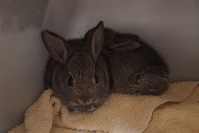 Bunnies ‘doing well’ after rescue from North Sea drilling rig