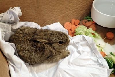 Baby rabbits rescued from North Sea drilling rig after epic cross-country adventure