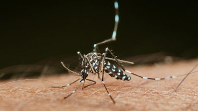 Window to tackle Europe’s global heating deaths closing, experts warn