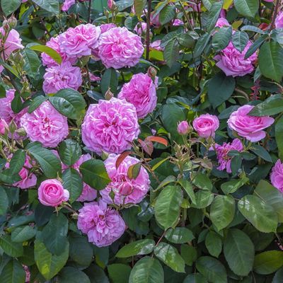 4 climbing roses that guarantee a beautiful, fragrant screen of blooms for summer privacy