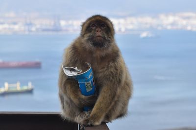 Monkeys eating soil to soothe stomachs after consuming too much junk food