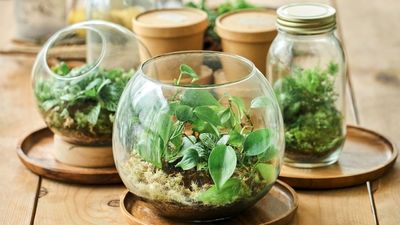 The Terrarium You Bought From the Store Wasn't Made to Last – Here's How to Quickly Replenish It For a Longer Lifespan