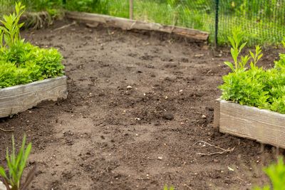 Stop Digging: The ‘No-Till’ Method That Saves Your Back and Your Wallet
