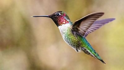I planted these 7 flowers in April and my backyard is already a hummingbird magnet