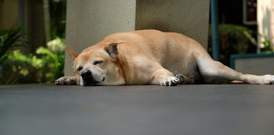 Is your cat or dog overweight? Why simply feeding less doesn’t always help