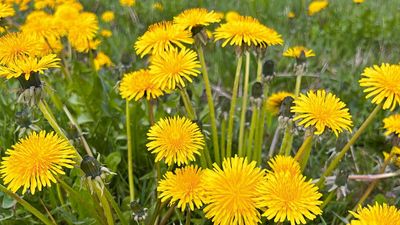 No chemicals: 3 natural ways to remove dandelions for a weed-free lawn