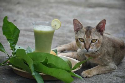 Frozen Treats and Foods: Healthy Summer Indulgences for Pets