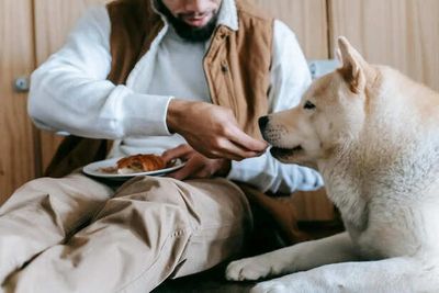 Functional Foods for Pets: Beyond Basic Nutrition