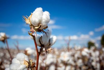 Cotton Falls Back on Wednesday