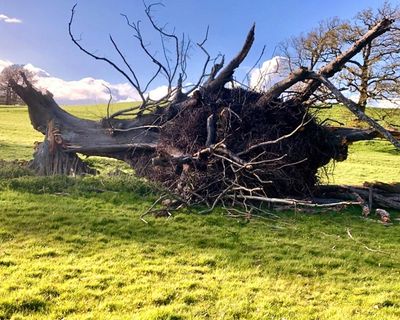 Country diary: A tree can define a landscape – even when it has fallen