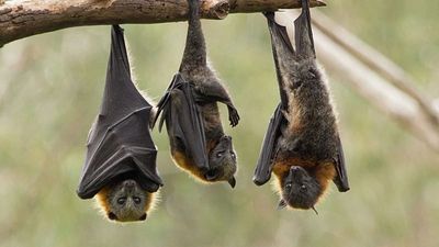 Scientists filmed Uganda’s Marburg virus hotspot for 5 months. Here’s what they found