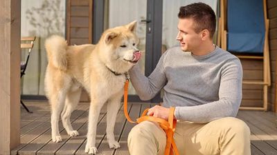 What Your Dog Does Before You Arrive Home Might Surprise You