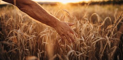 We eat a lot of wheat. So how can we grow more in a changing climate?