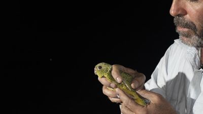 'Elvis of birds': clue found in hunt for elusive parrot