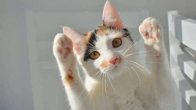 5 Secret Cat Behaviours Experts Say Reveal Their Intelligence