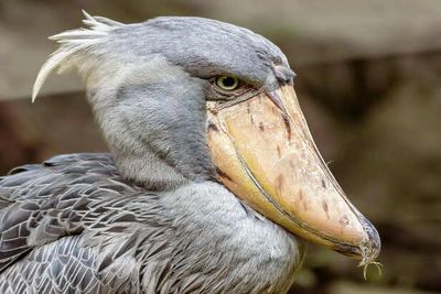 The Mysterious Life of the Shoebill That Few People Ever Witness