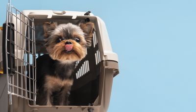 EU Pet Passports Are No Longer Valid for Domestic Animals Travelling to Europe from England, Scotland or Wales