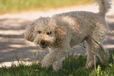 Lagotto Romagnolo: The Truffle-Hunting Dog with a Curly Coat