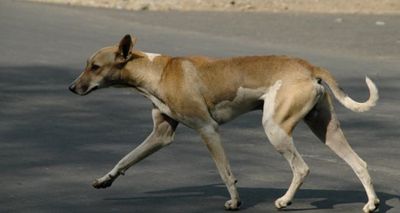 Stray Dog “Kali” in Odisha Dies While Saving 30+ Children from Snake Attack