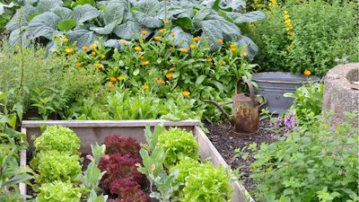 5 Secrets to Compact Growing – I'm Short on Space But Still Harvest Homegrown Vegetables All Year Round
