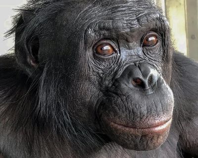 Bonobos enjoy pretend tea parties and chimps think rationally: why apes are more like us than we ever thought