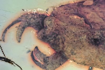 Strange prehistoric bug with claws found trapped in amber in Myanmar named after K-pop group