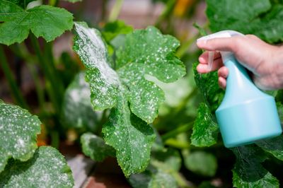 The ‘Milk Spray’ Solution: The Weird Way to Stop Powdery Mildew