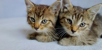 Legal categories for animals still divide — and limit — animal rights