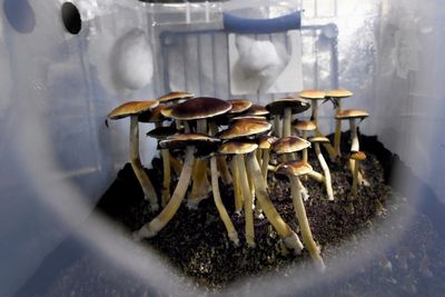 ‘Can I have some, please?’: has Trump opened the door to a psychedelic future?