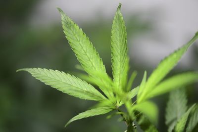 DOJ Loosens Marijuana Restrictions After Trump Push as Critics Warn of 'Most Pro-Drug Administration in History'