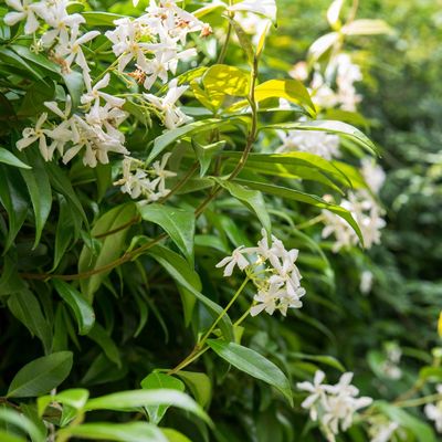 What to do with star jasmine in April – these 4 tasks will boost flowering and growth for the summer ahead