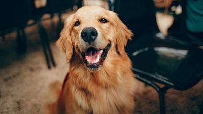 California woman pleads guilty after registering her dog to vote in two elections