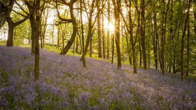 Capture beautiful photos of bluebells in the woods this Spring before they are all gone!
